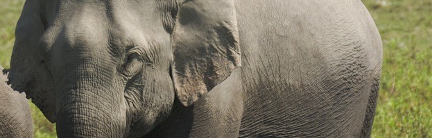 Conservation | Elephant Facts and Information