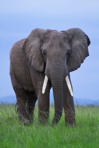 Elephant Species