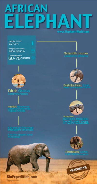 Elephant Facts and Information