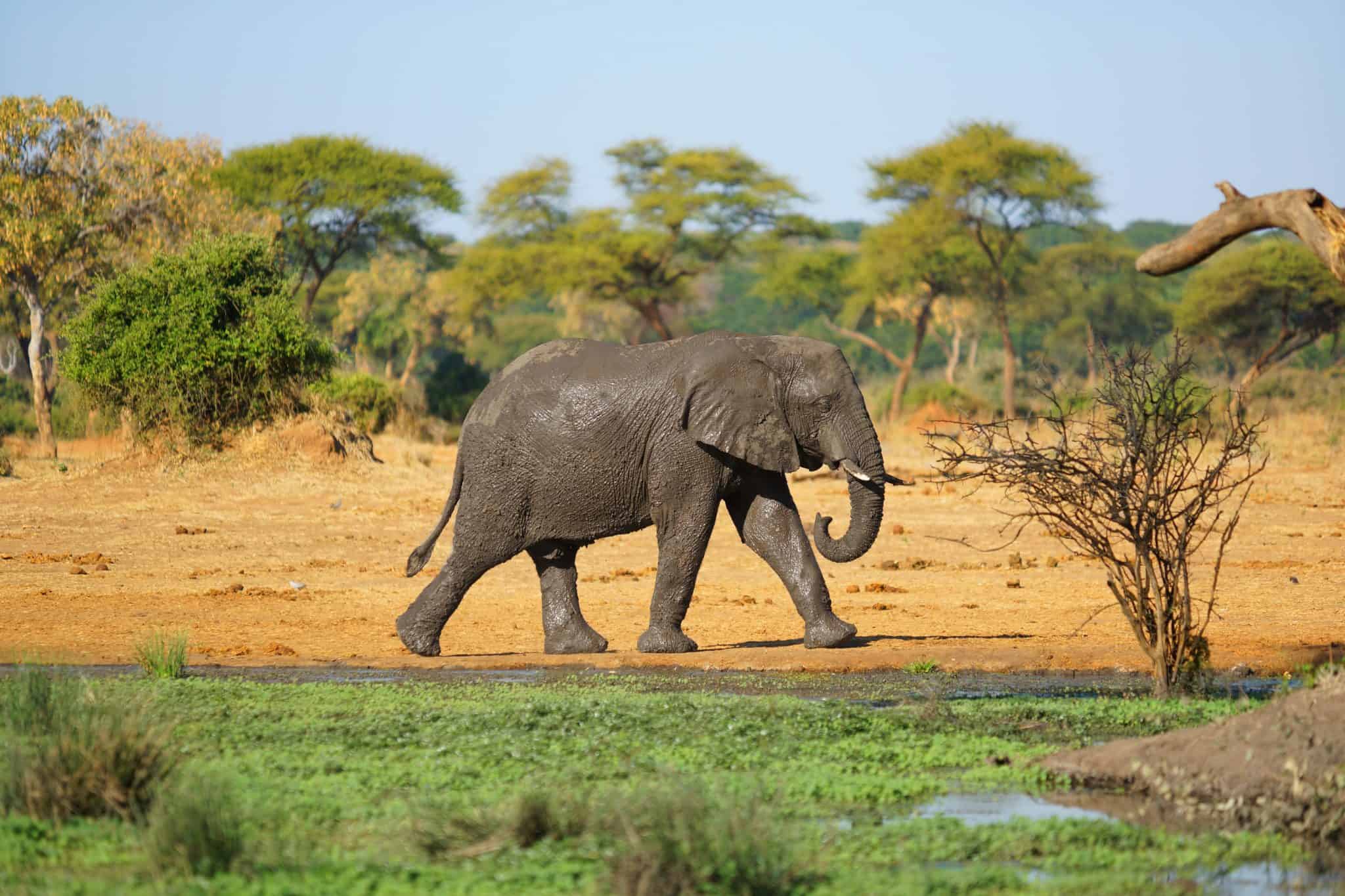 African Elephant