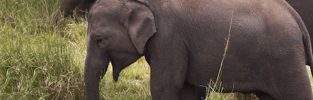 essay on elephant conservation