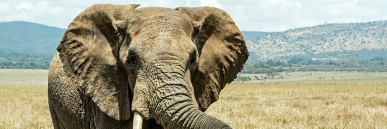 Elephant Biology - Elephant World