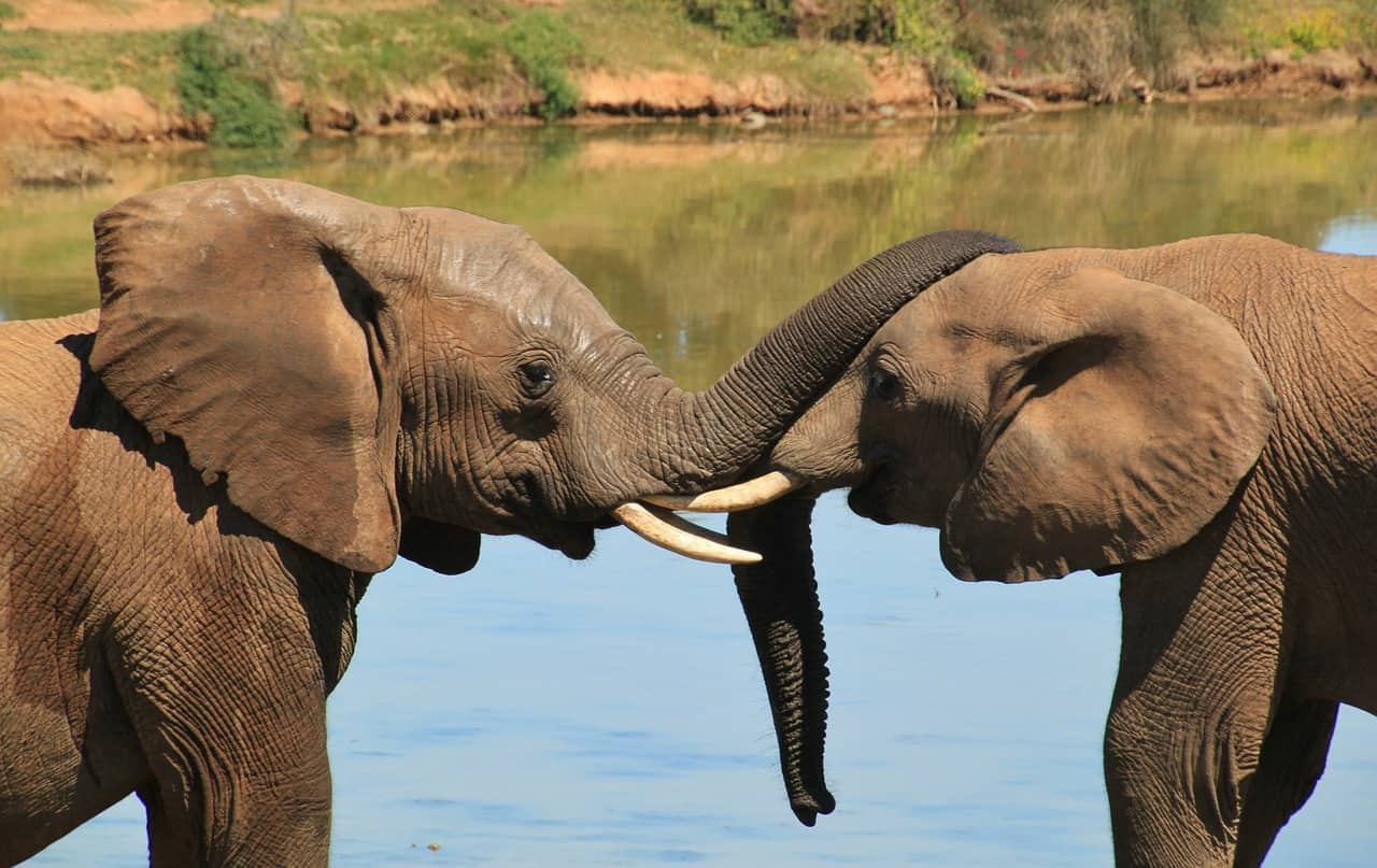 115 Amazing Facts about Elephants - Elephant World