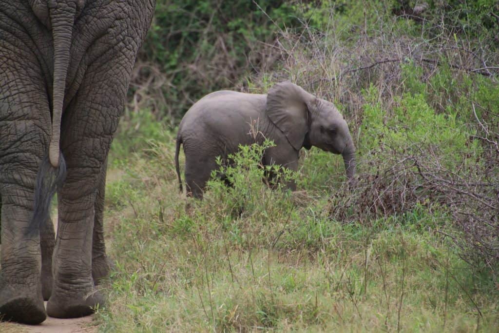 Elephant Average Lifespan - Elephant-World
