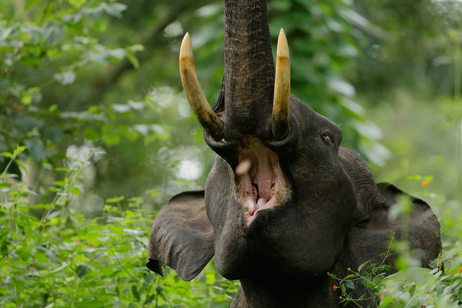 Elephant Biology - Elephant World