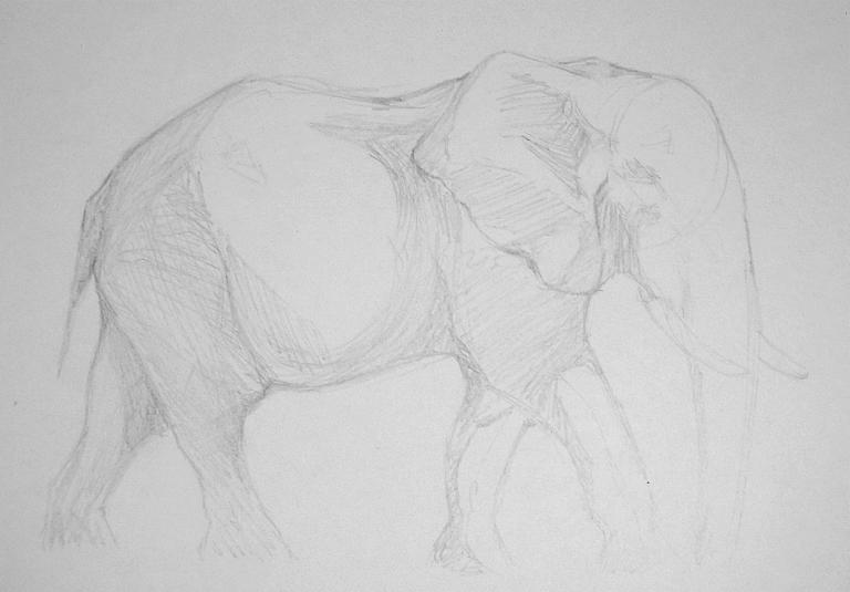 How To Easily Draw A Realistic Elephant - Elephant-World