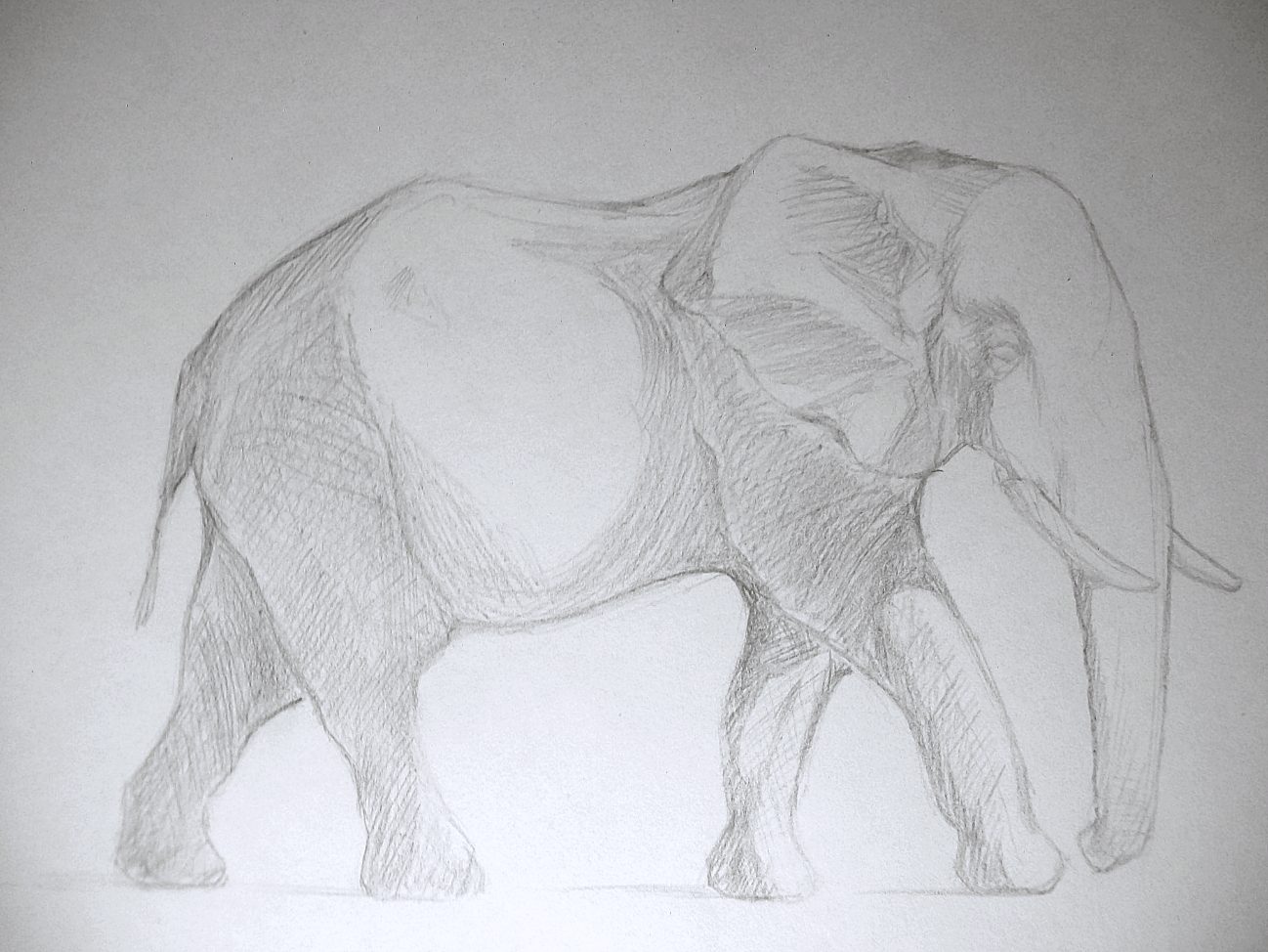 How To Easily Draw A Realistic Elephant  ElephantWorld