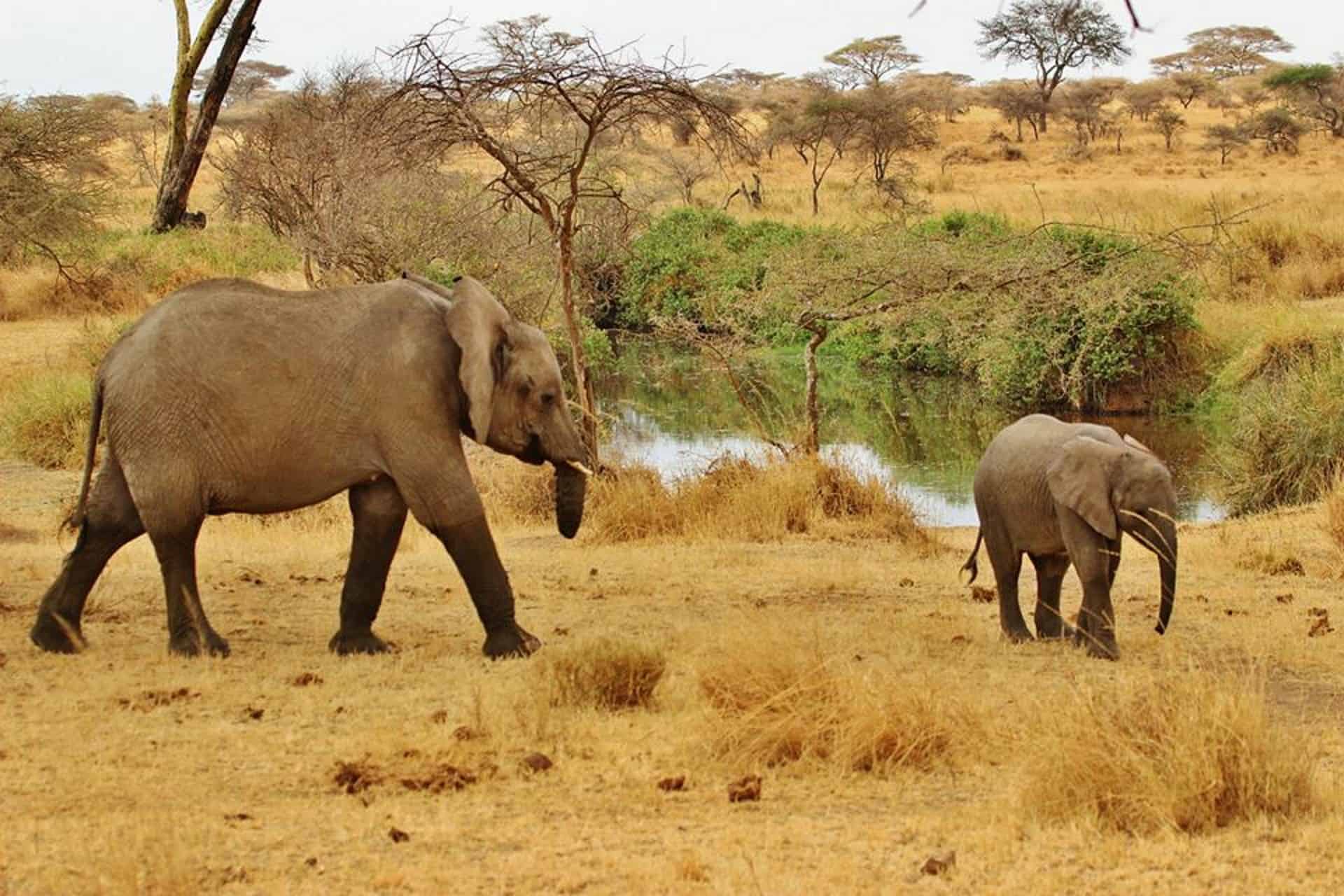 The Cutest Baby Elephant Pictures Ever - Elephant World